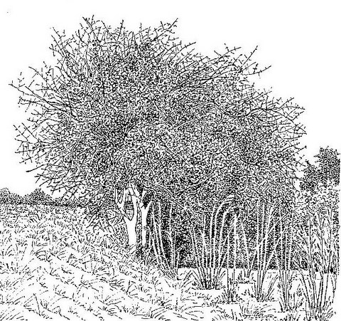 Gardenia volkensii subsp. spatulifolia