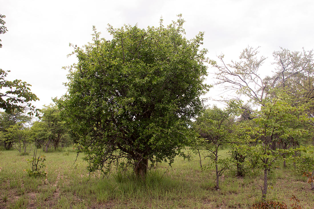 Gardenia volkensii subsp. spatulifolia