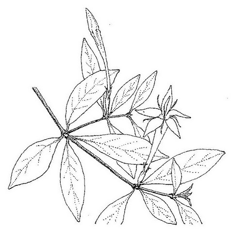 Rothmannia fischeri subsp. fischeri