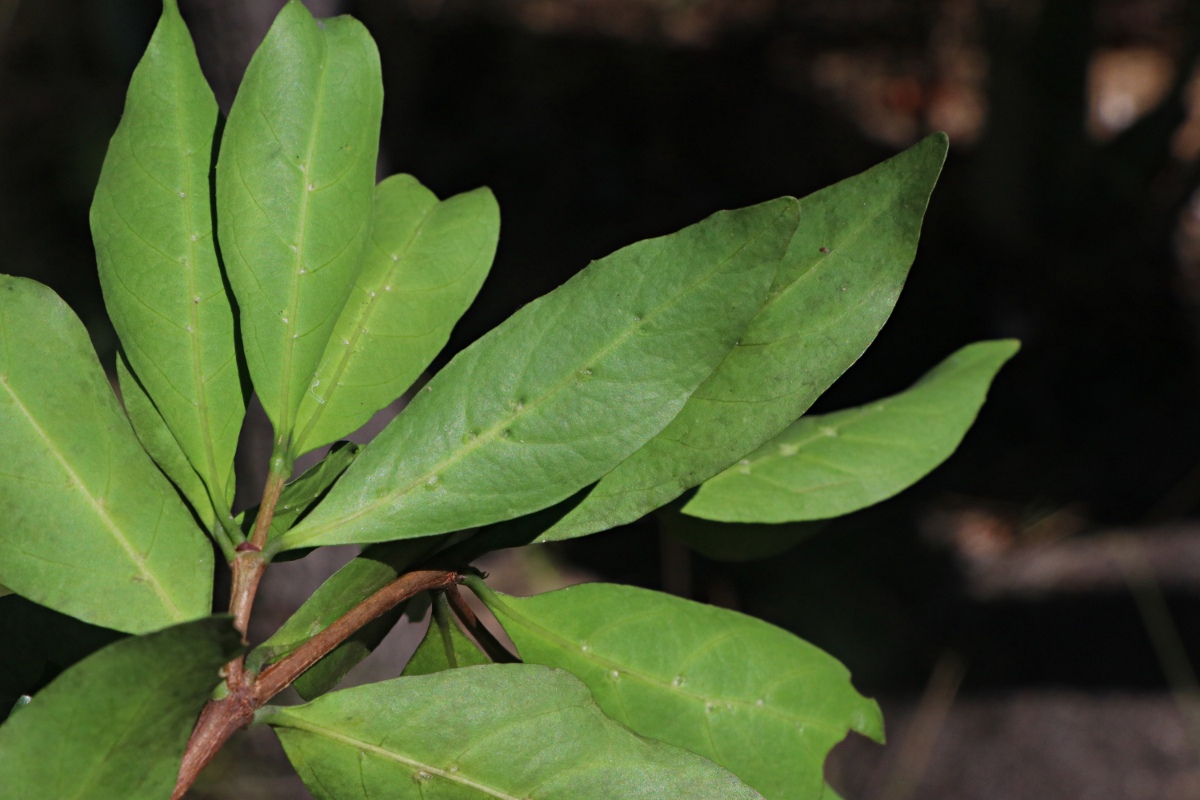 Rothmannia fischeri subsp. fischeri