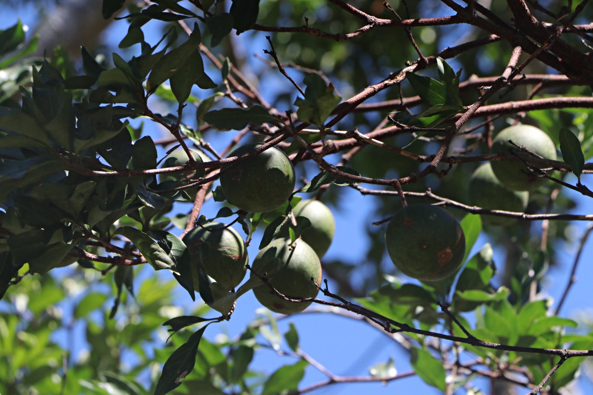 Rothmannia fischeri subsp. fischeri
