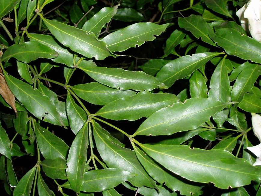 Rothmannia manganjae