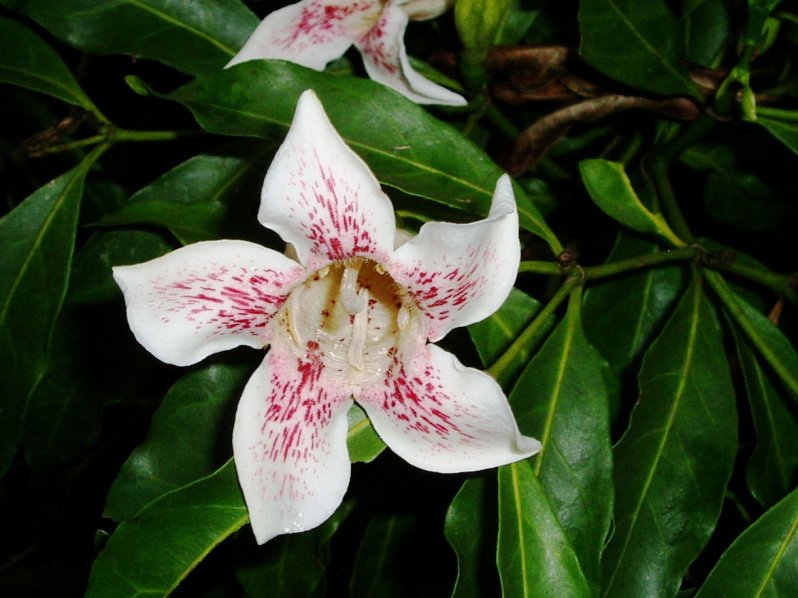 Rothmannia manganjae