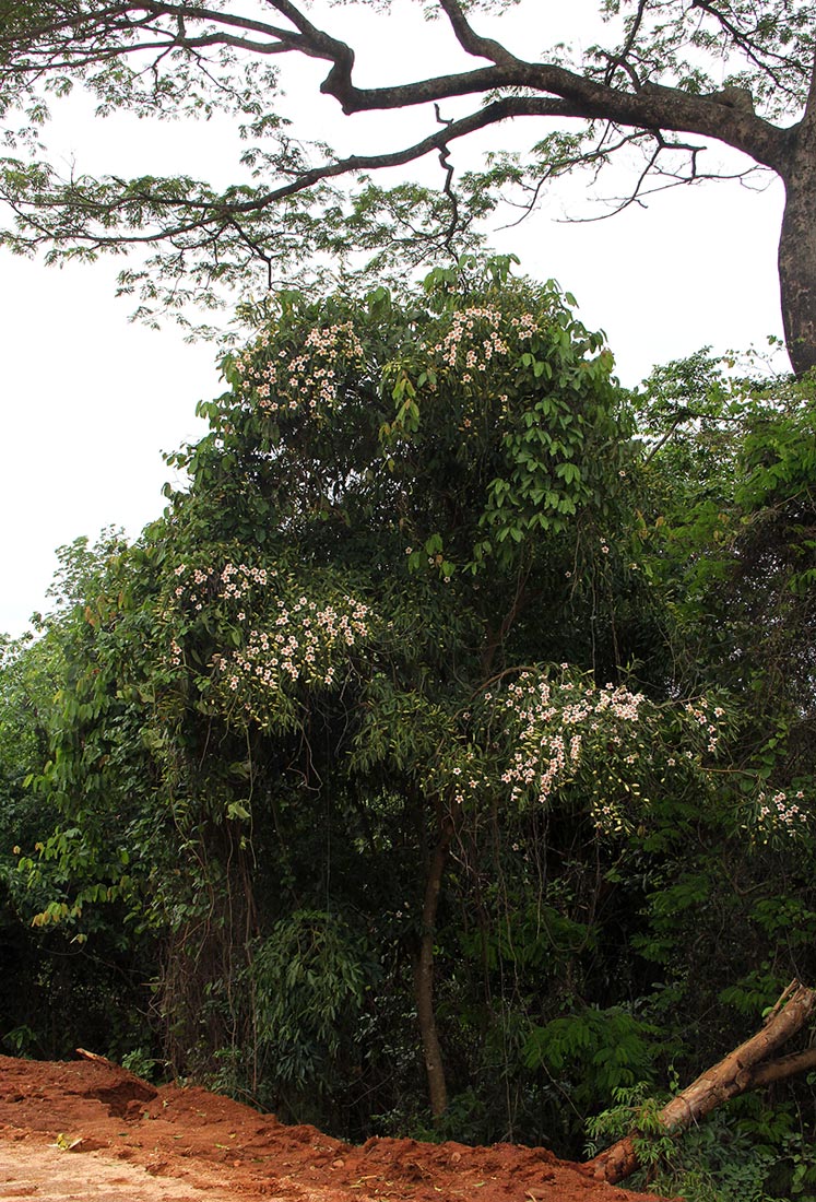 Rothmannia manganjae