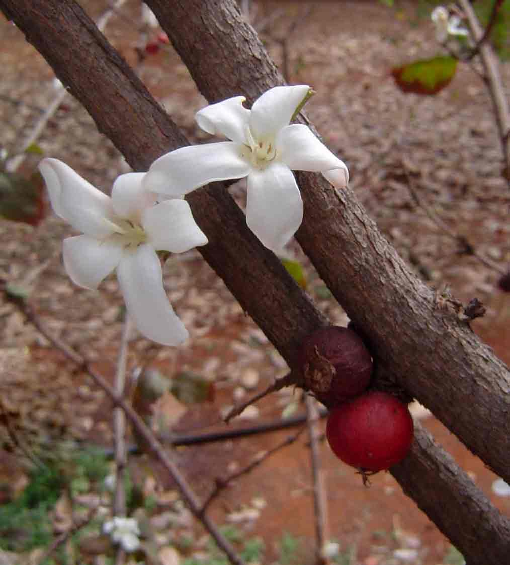 Feretia aeruginescens Feretia aeruginescens