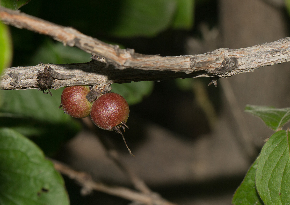 Feretia aeruginescens Feretia aeruginescens
