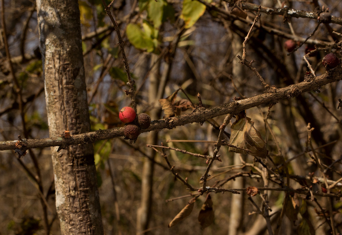 Feretia aeruginescens