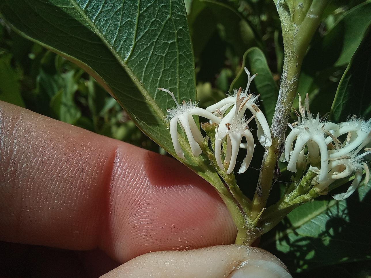 Empogona cacondensis Empogona cacondensis