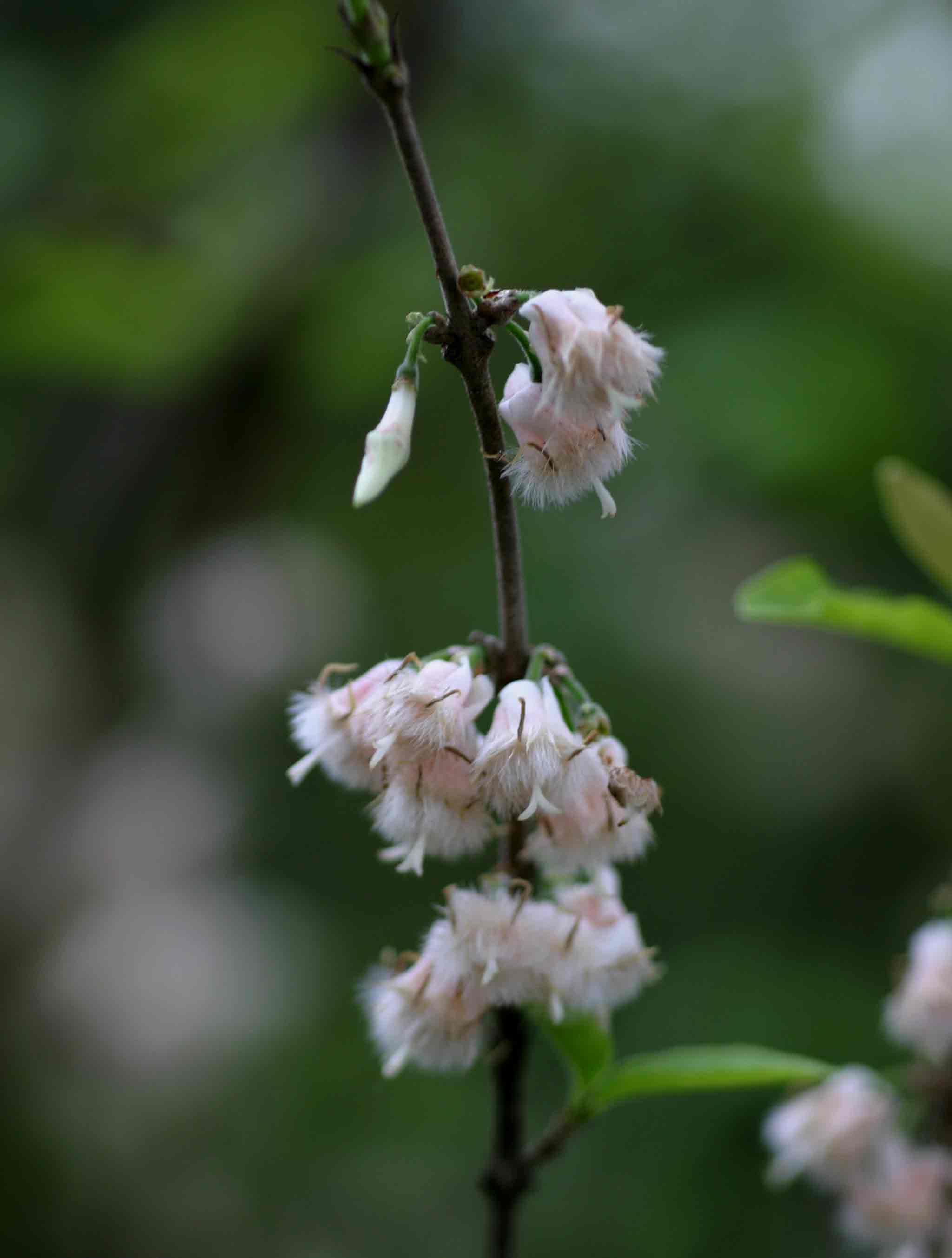 Empogona kirkii subsp. kirkii