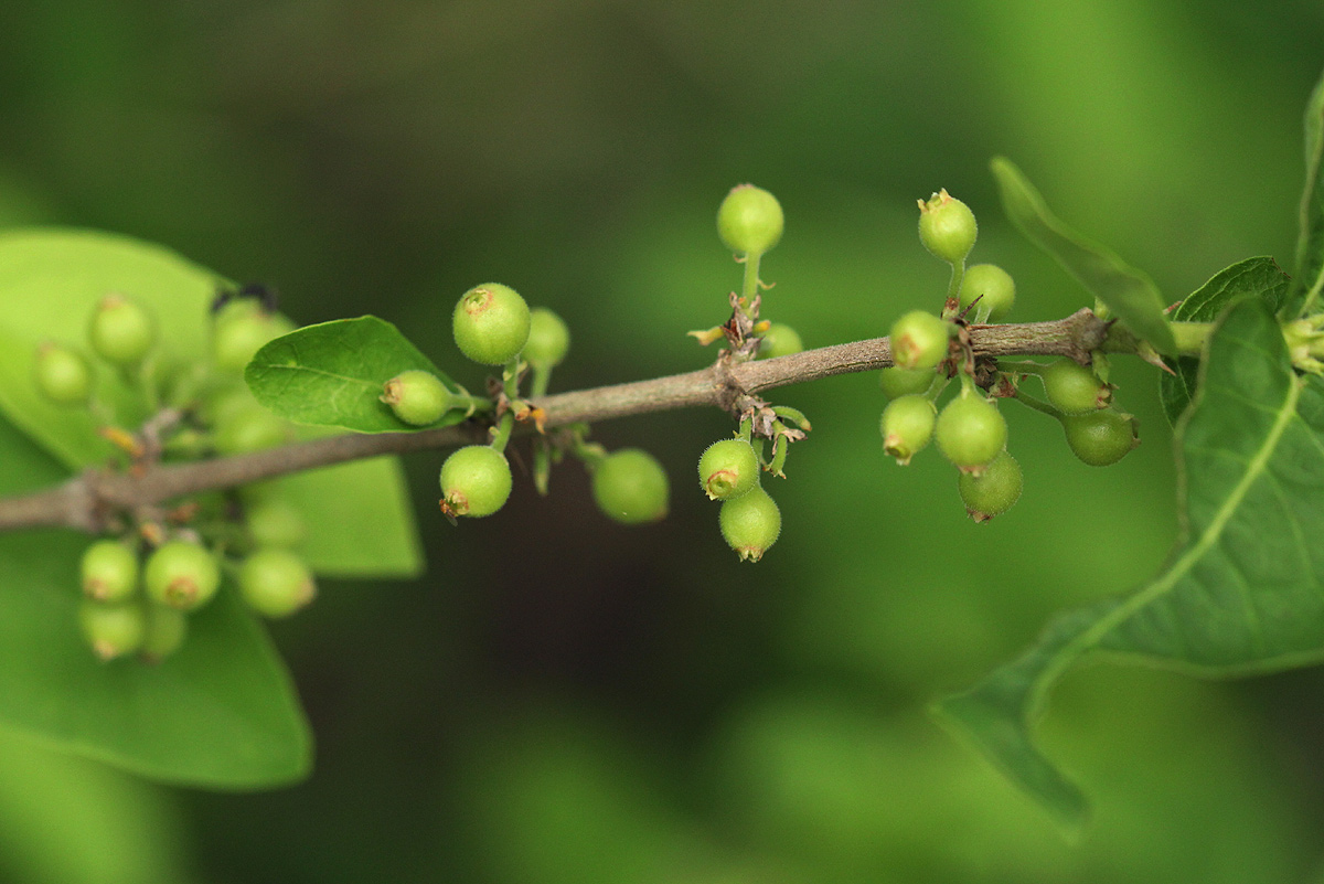 Empogona kirkii subsp. kirkii