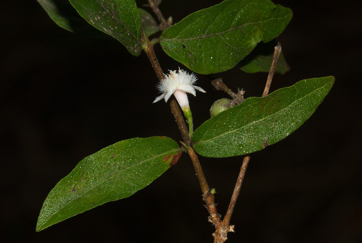 Empogona kirkii subsp. kirkii