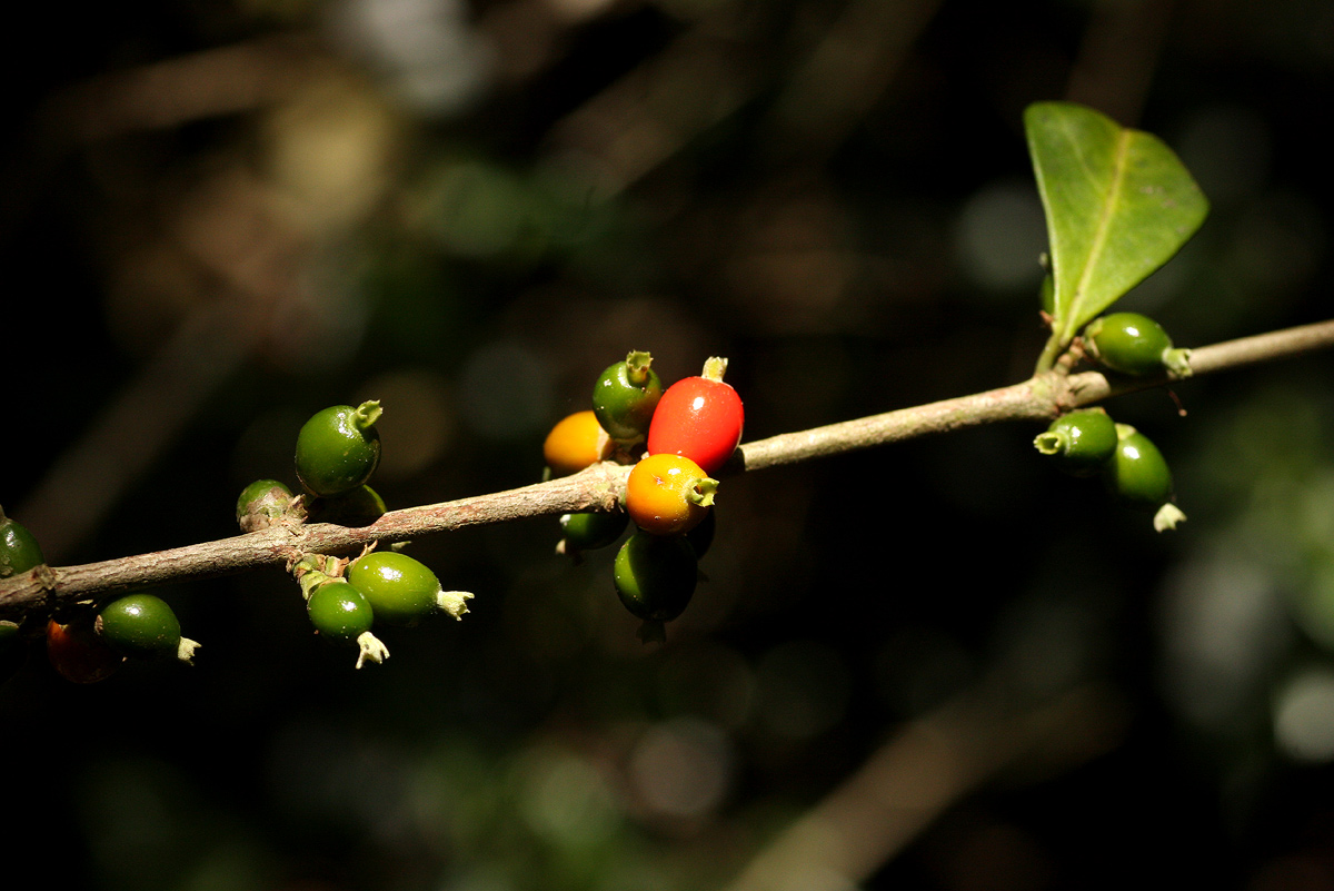 Tricalysia pallens Tricalysia pallens