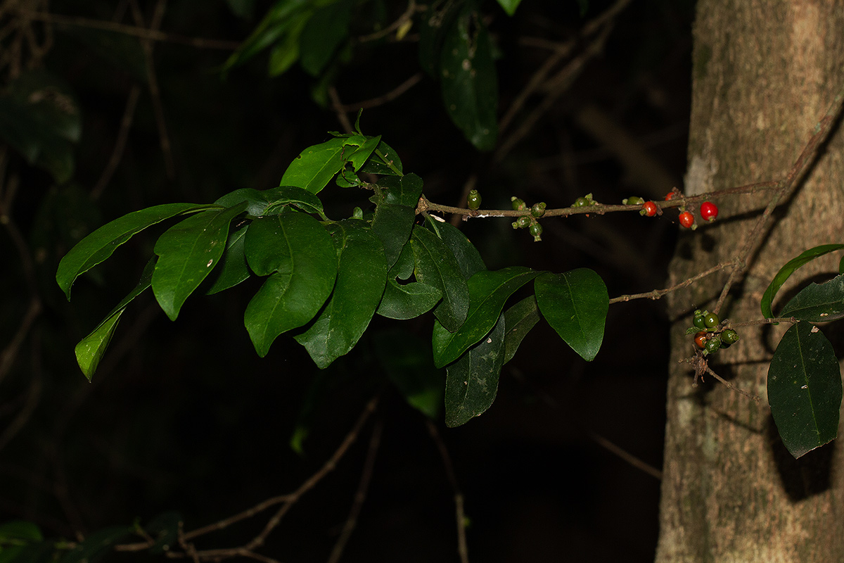 Tricalysia pallens Tricalysia pallens