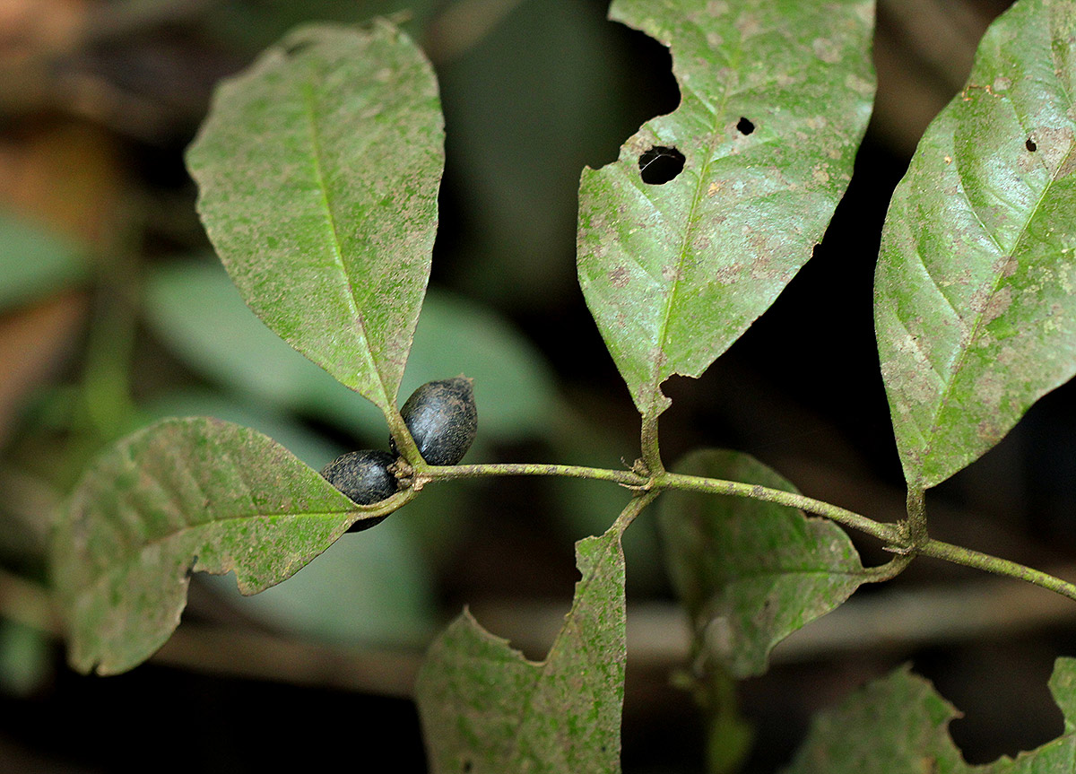 Cremaspora triflora subsp. triflora