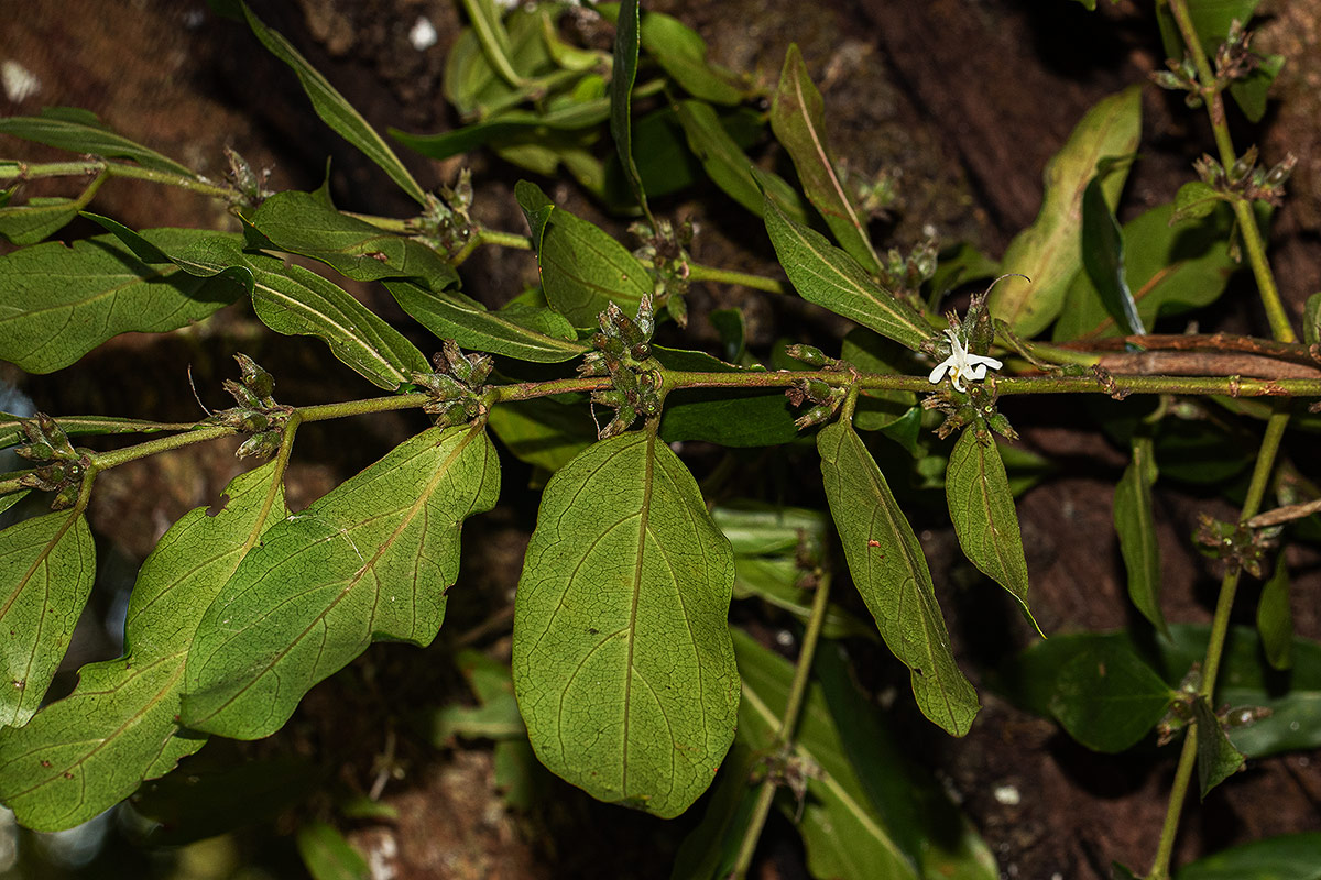 Cremaspora triflora subsp. triflora