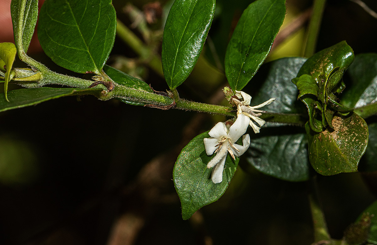 Cremaspora triflora subsp. triflora