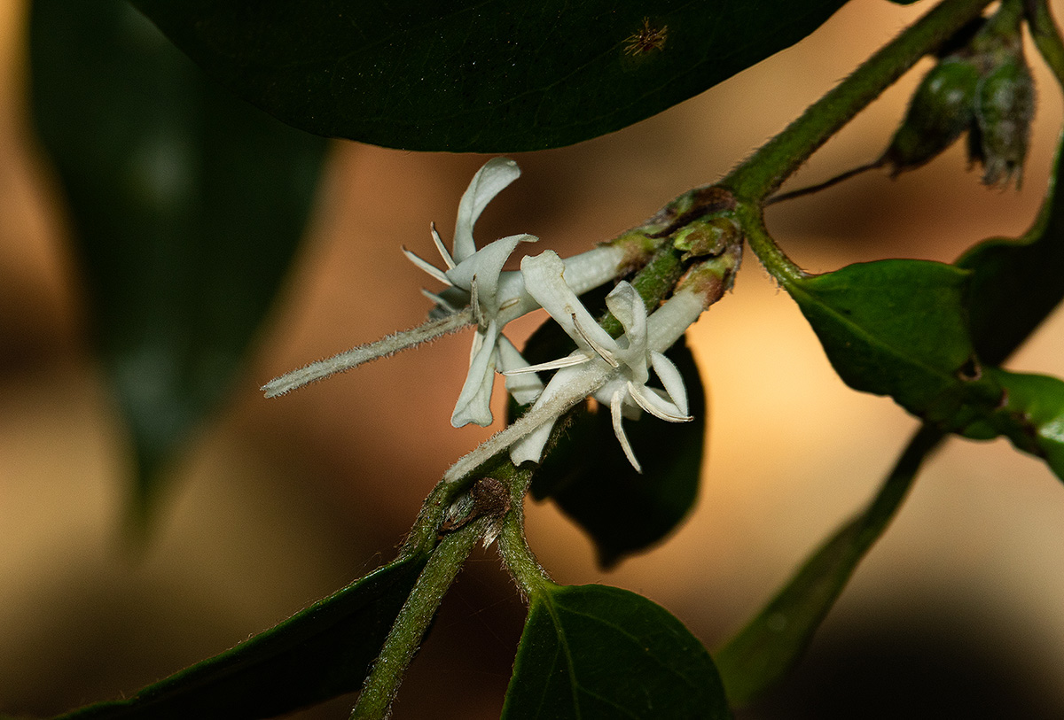 Cremaspora triflora subsp. triflora