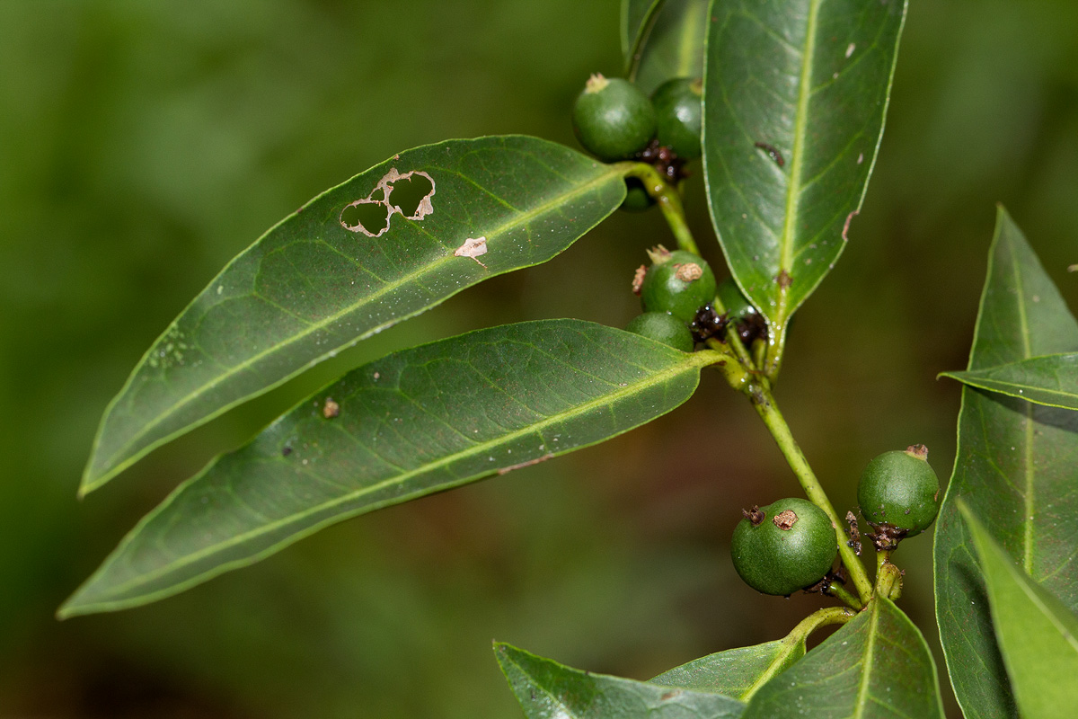 Polysphaeria lanceolata subsp. lanceolata var. lanceolata