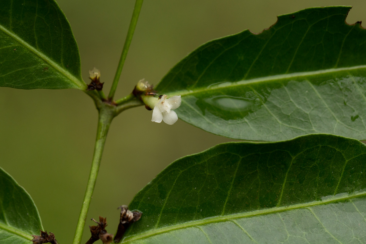 Polysphaeria lanceolata subsp. lanceolata var. lanceolata Polysphaeria lanceolata subsp. lanceolata var. lanceolata