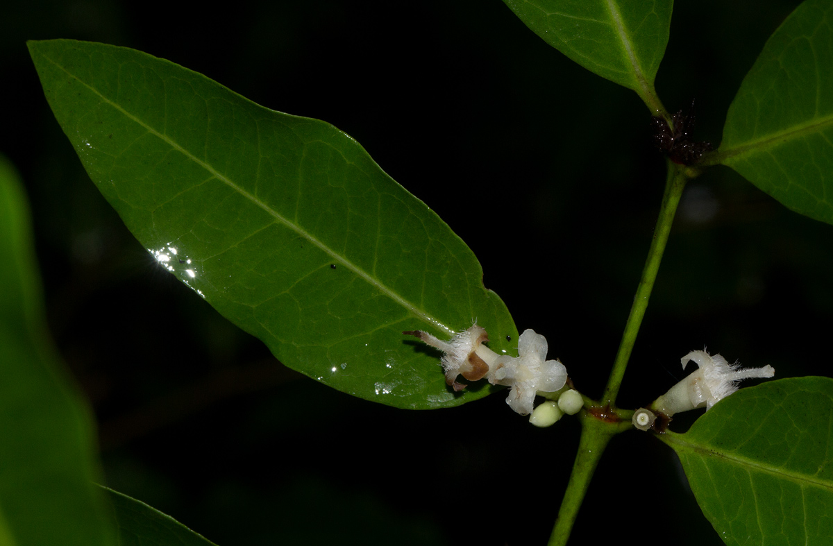 Polysphaeria lanceolata subsp. lanceolata var. lanceolata
