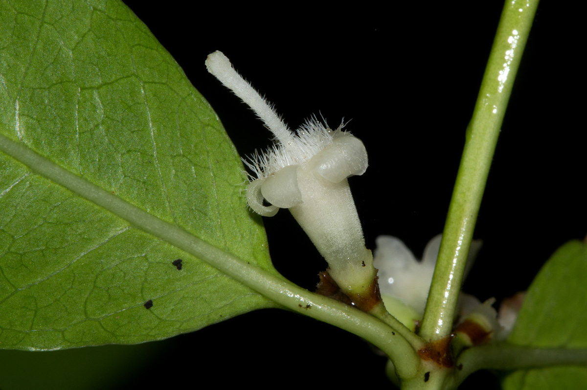 Polysphaeria lanceolata subsp. lanceolata var. lanceolata Polysphaeria lanceolata subsp. lanceolata var. lanceolata