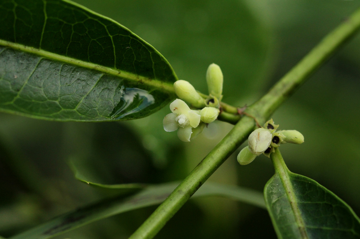 Polysphaeria lanceolata subsp. lanceolata var. lanceolata