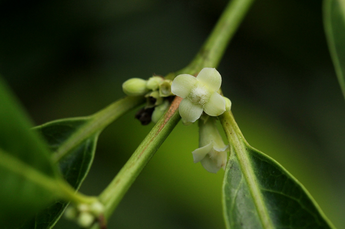 Polysphaeria lanceolata subsp. lanceolata var. lanceolata Polysphaeria lanceolata subsp. lanceolata var. lanceolata