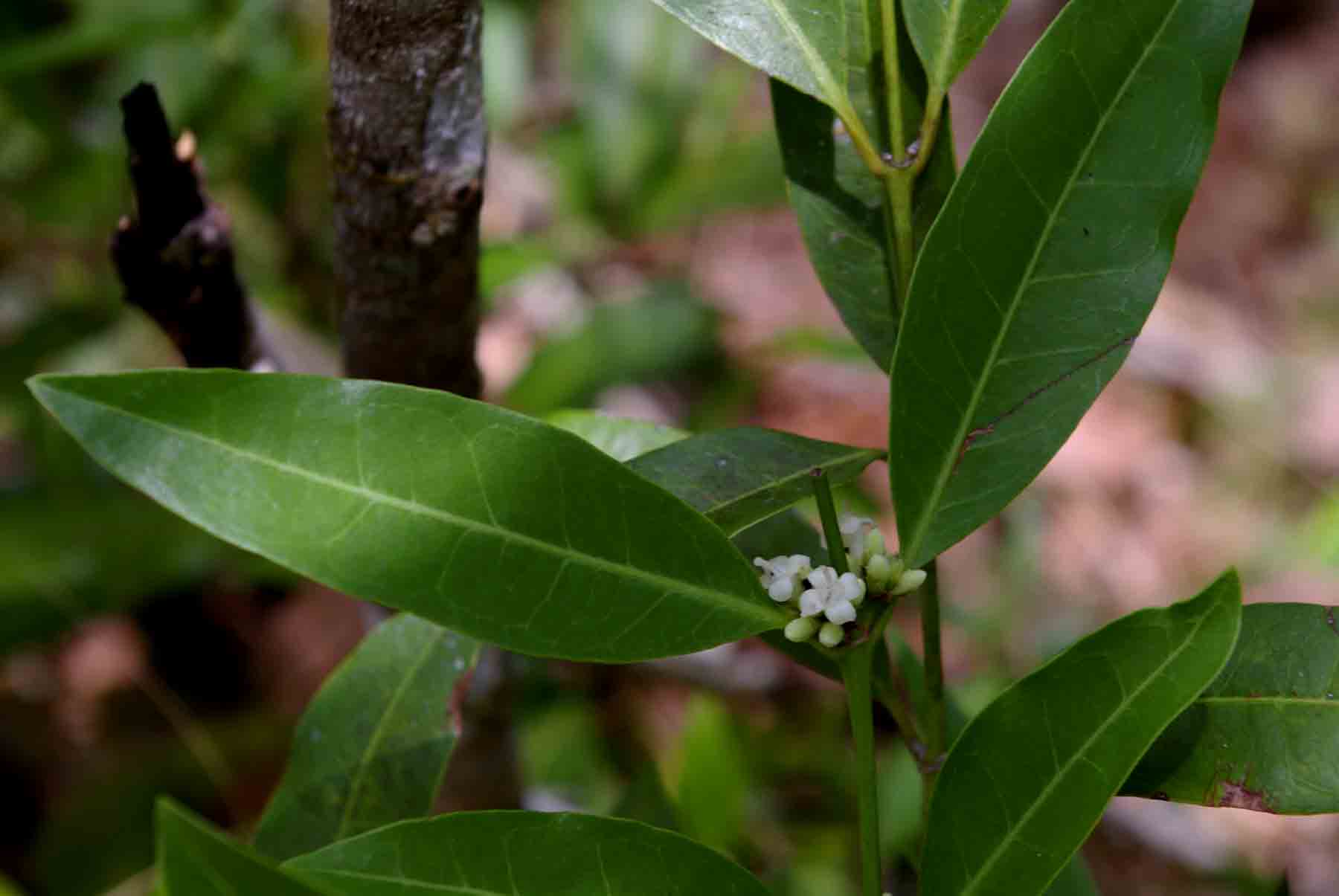 Polysphaeria lanceolata subsp. lanceolata var. lanceolata Polysphaeria lanceolata subsp. lanceolata var. lanceolata