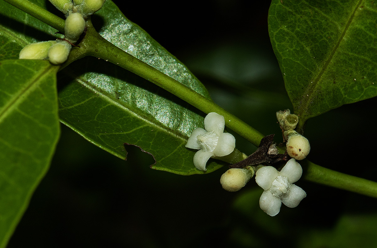 Polysphaeria lanceolata subsp. lanceolata var. lanceolata