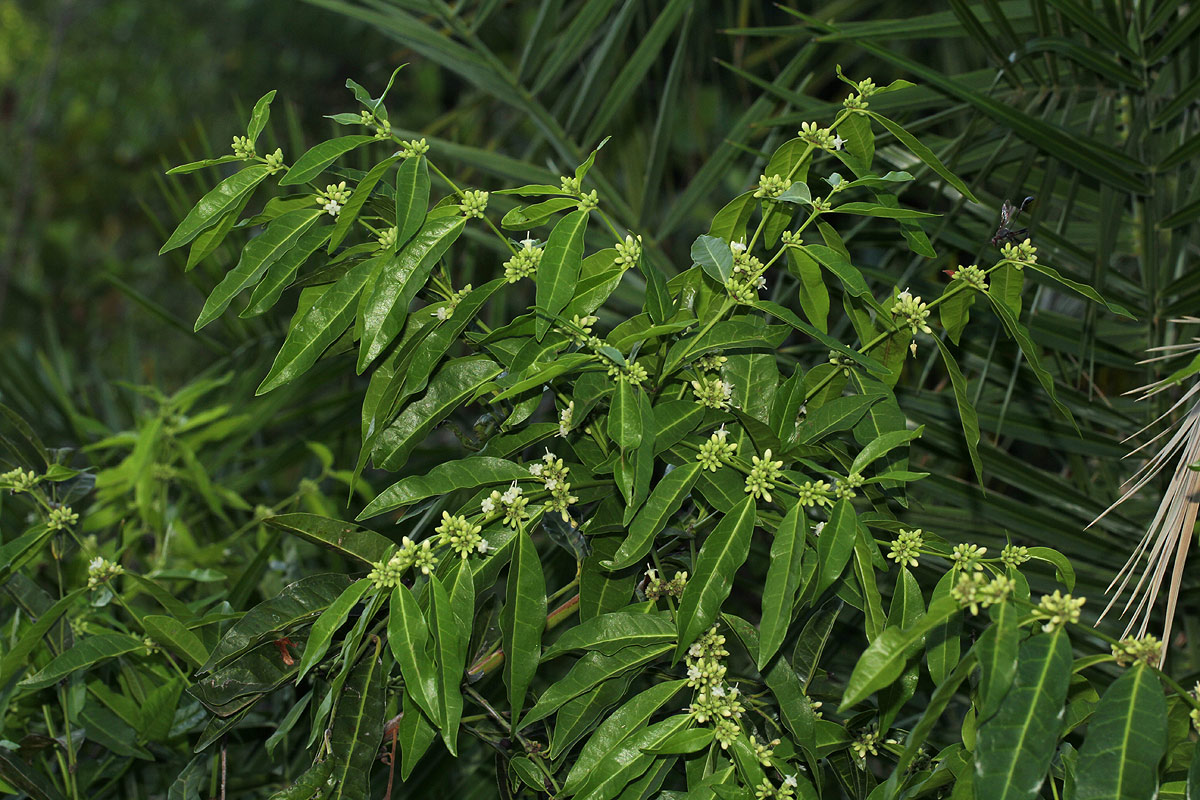 Polysphaeria lanceolata subsp. lanceolata var. lanceolata