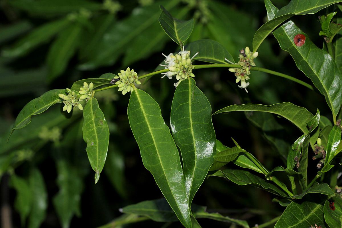 Polysphaeria lanceolata subsp. lanceolata var. lanceolata