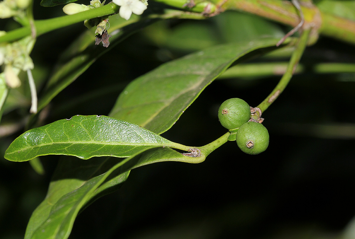 Polysphaeria lanceolata subsp. lanceolata var. lanceolata