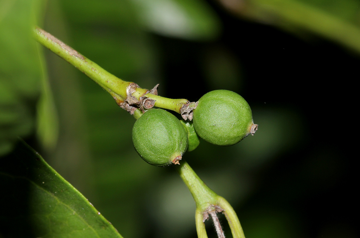Polysphaeria lanceolata subsp. lanceolata var. lanceolata