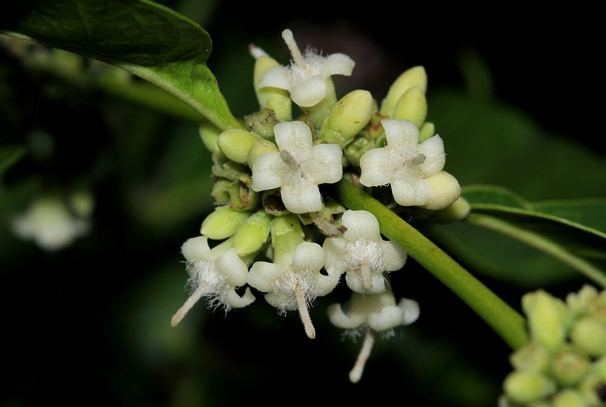 Polysphaeria lanceolata subsp. lanceolata var. lanceolata
