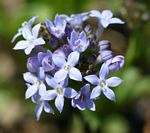 Pentanisia schweinfurthii