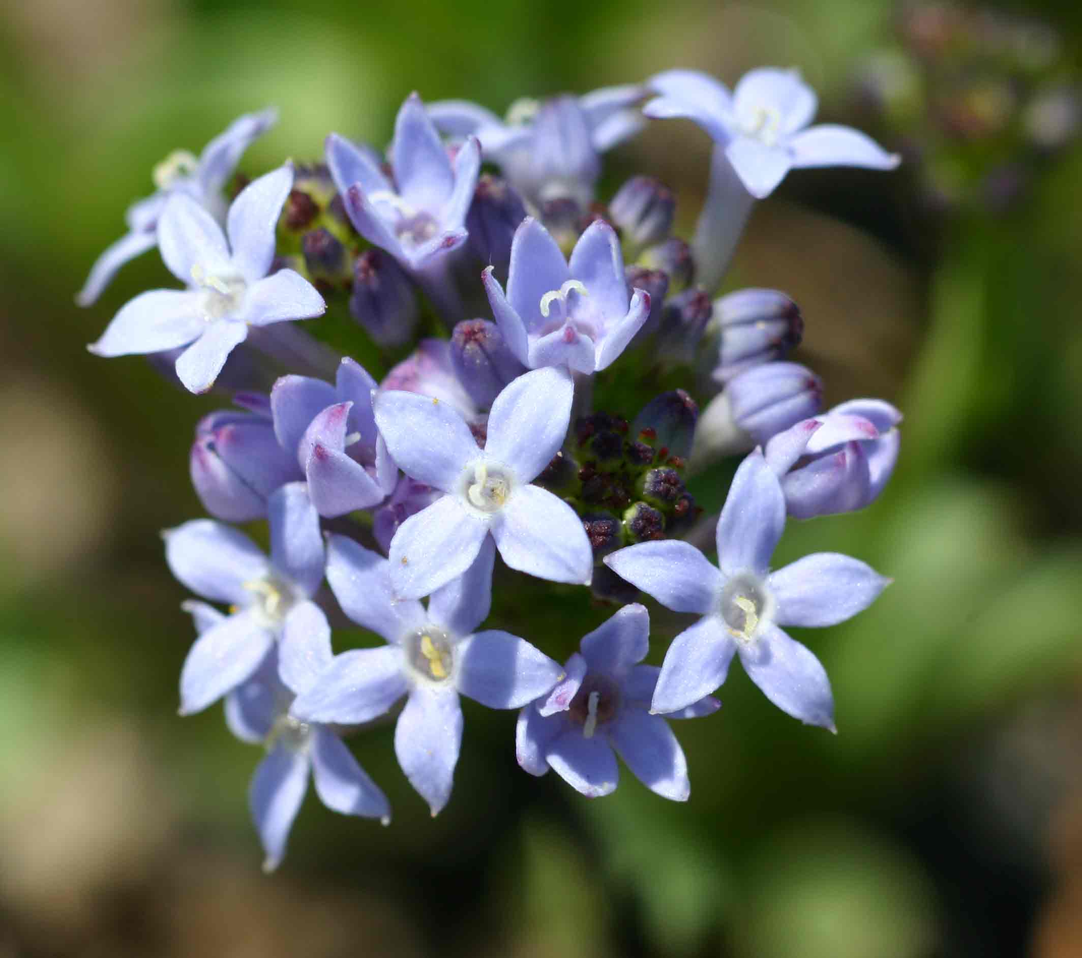 Pentanisia schweinfurthii