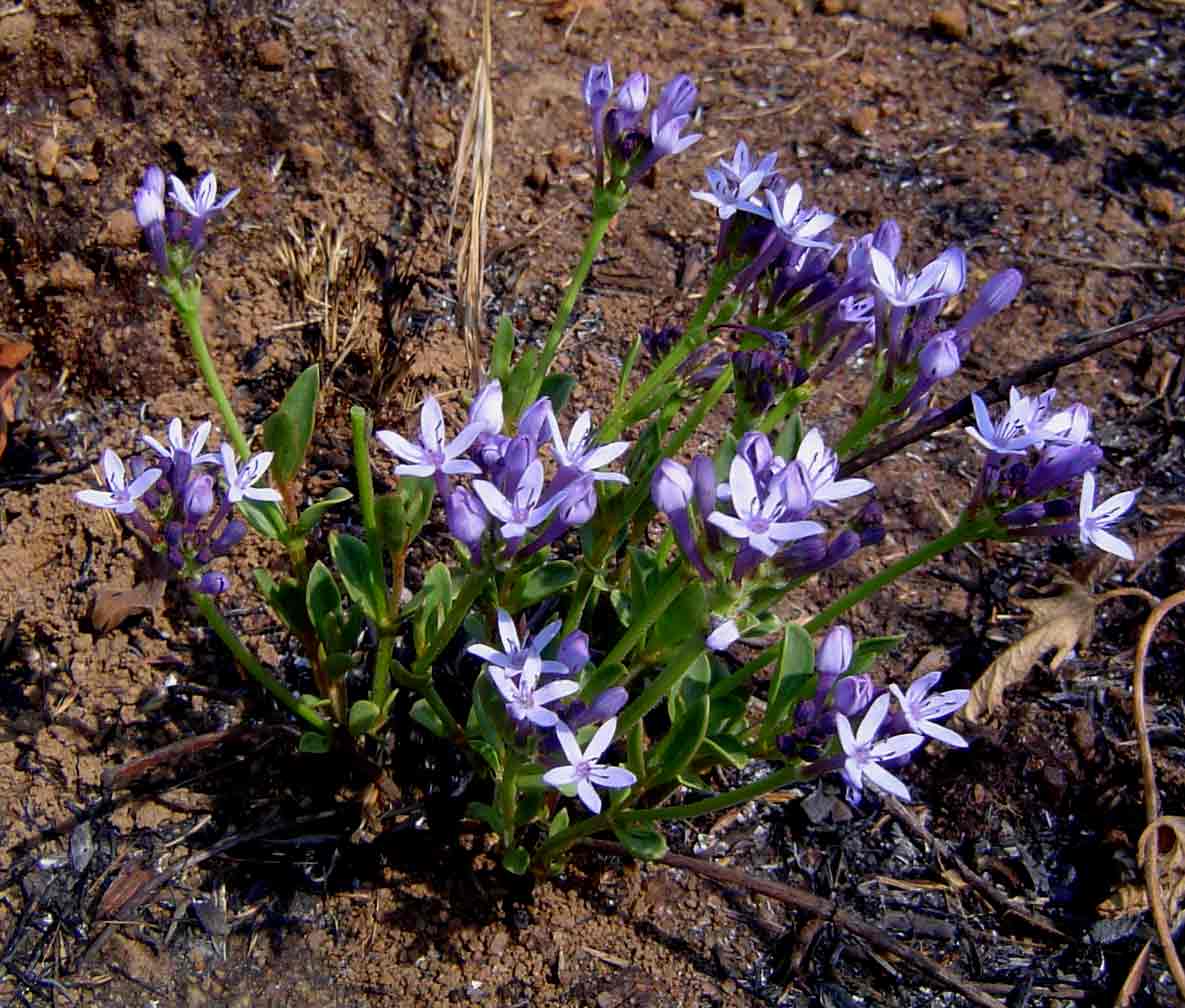 Pentanisia schweinfurthii