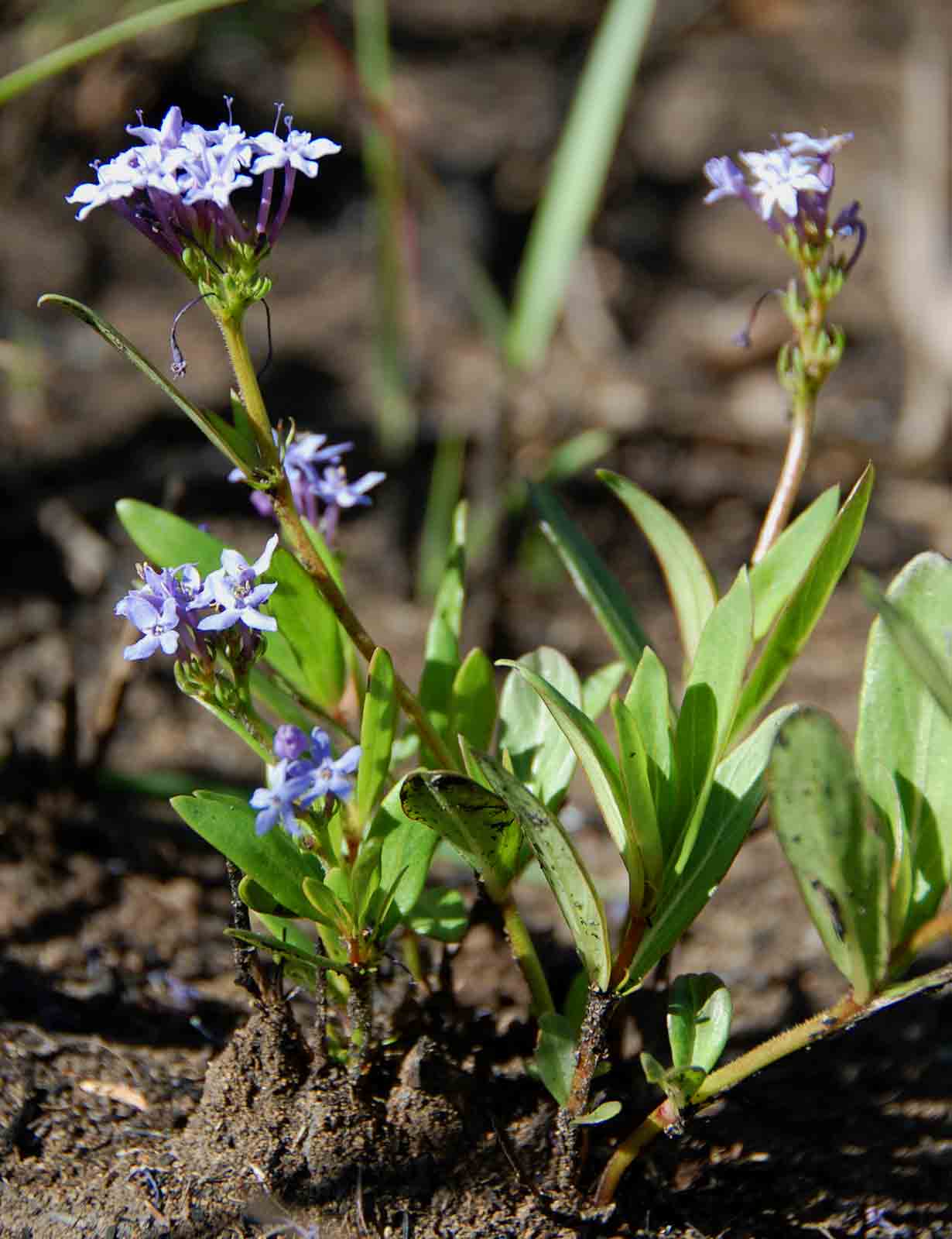 Pentanisia schweinfurthii