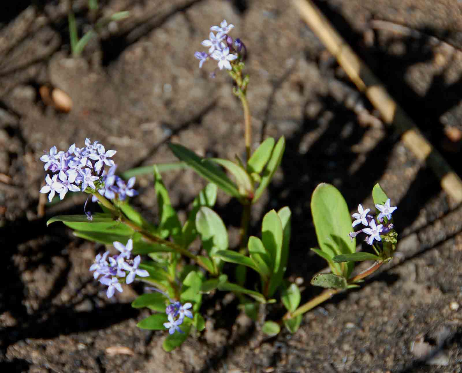 Pentanisia schweinfurthii