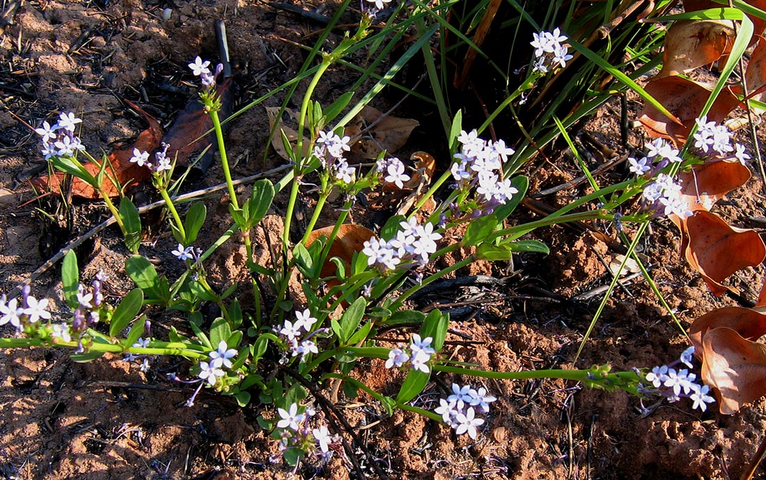 Pentanisia schweinfurthii