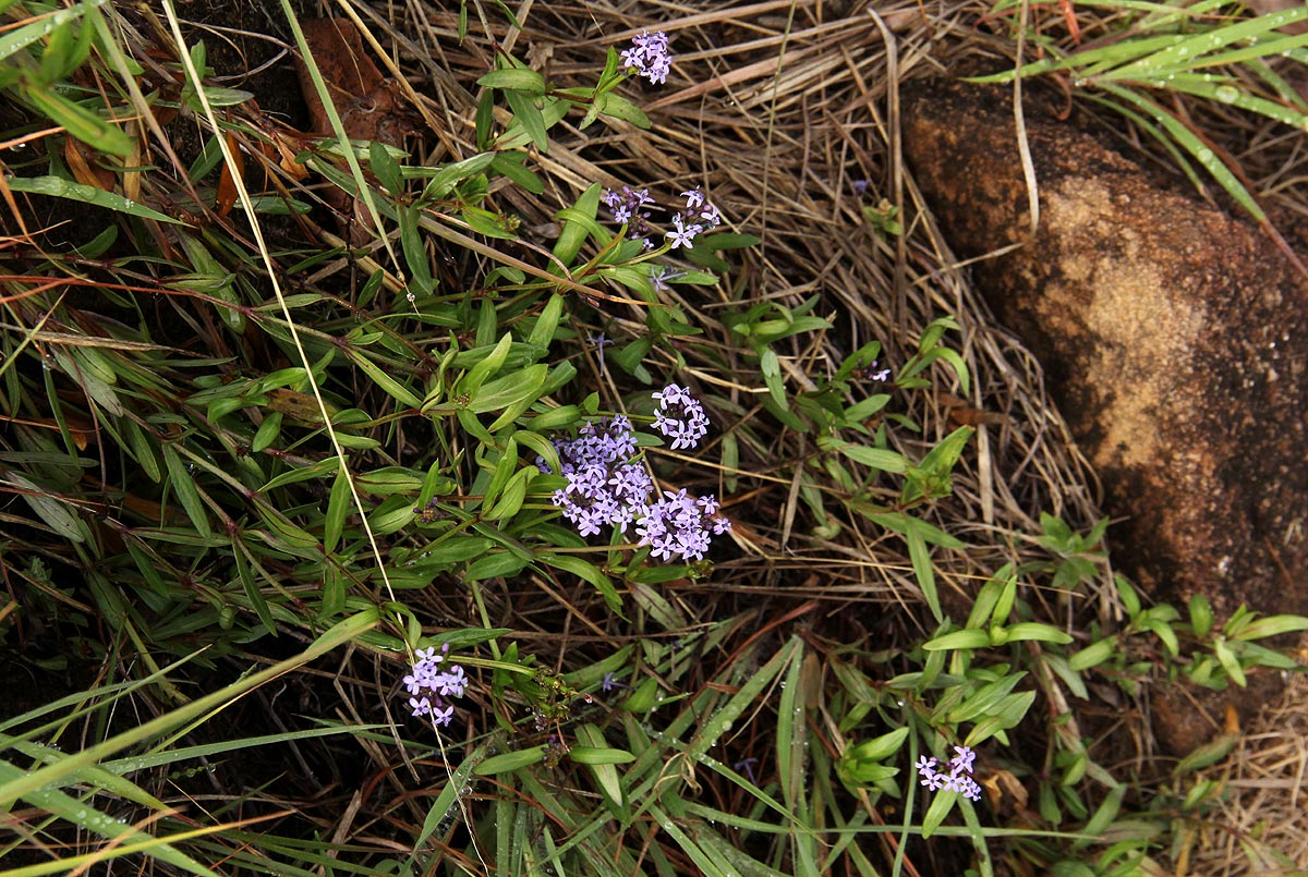 Pentanisia schweinfurthii