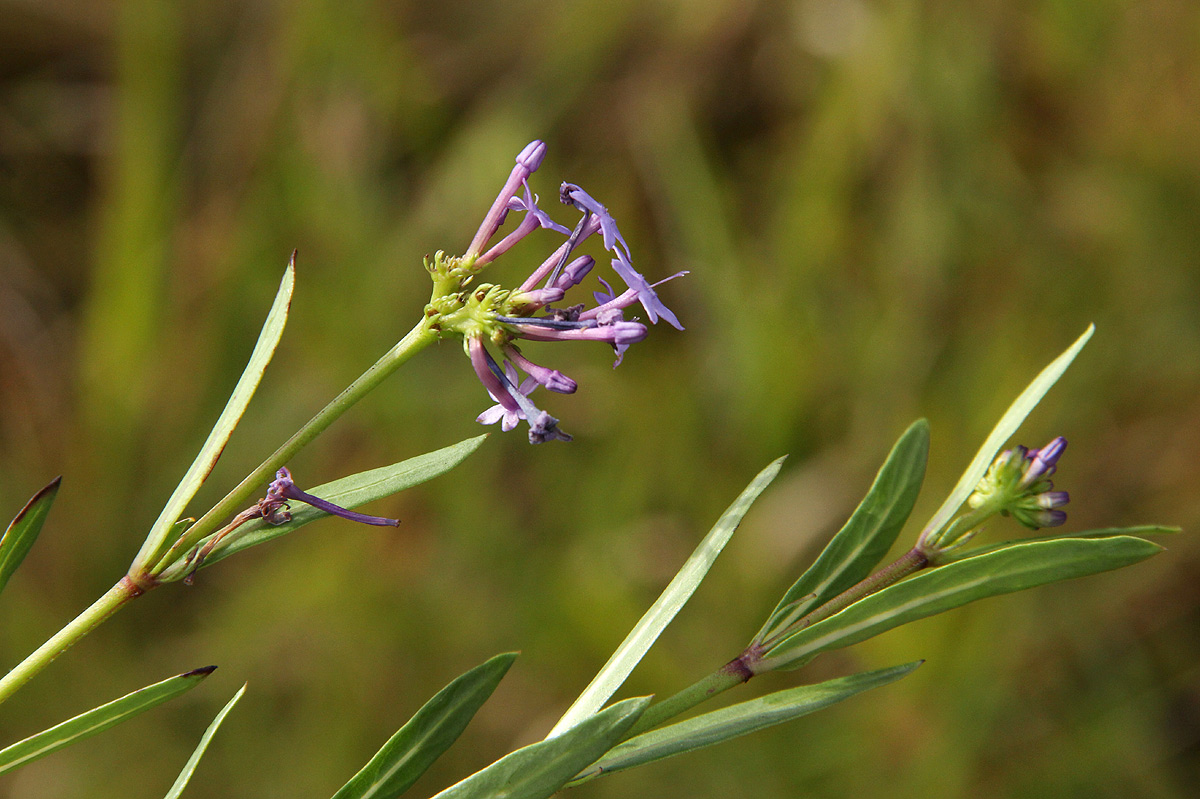 Pentanisia schweinfurthii