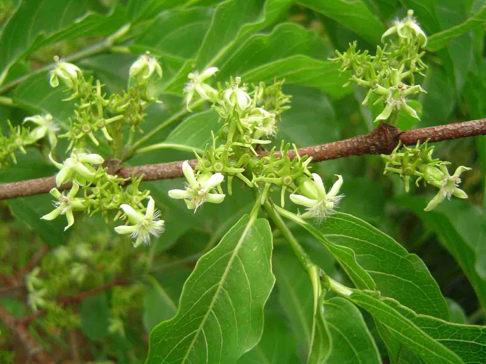 Vangueria apiculata