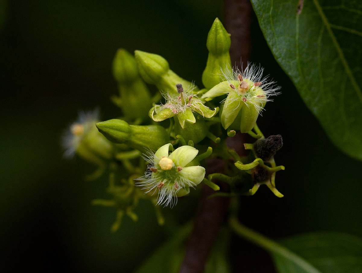 Vangueria apiculata