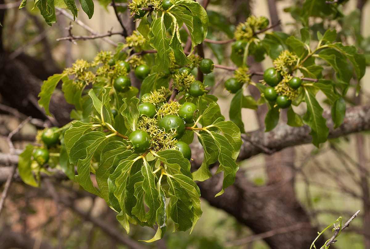 Vangueria apiculata Vangueria apiculata