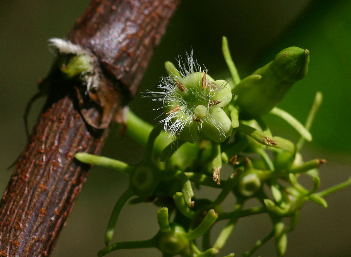 Vangueria apiculata
