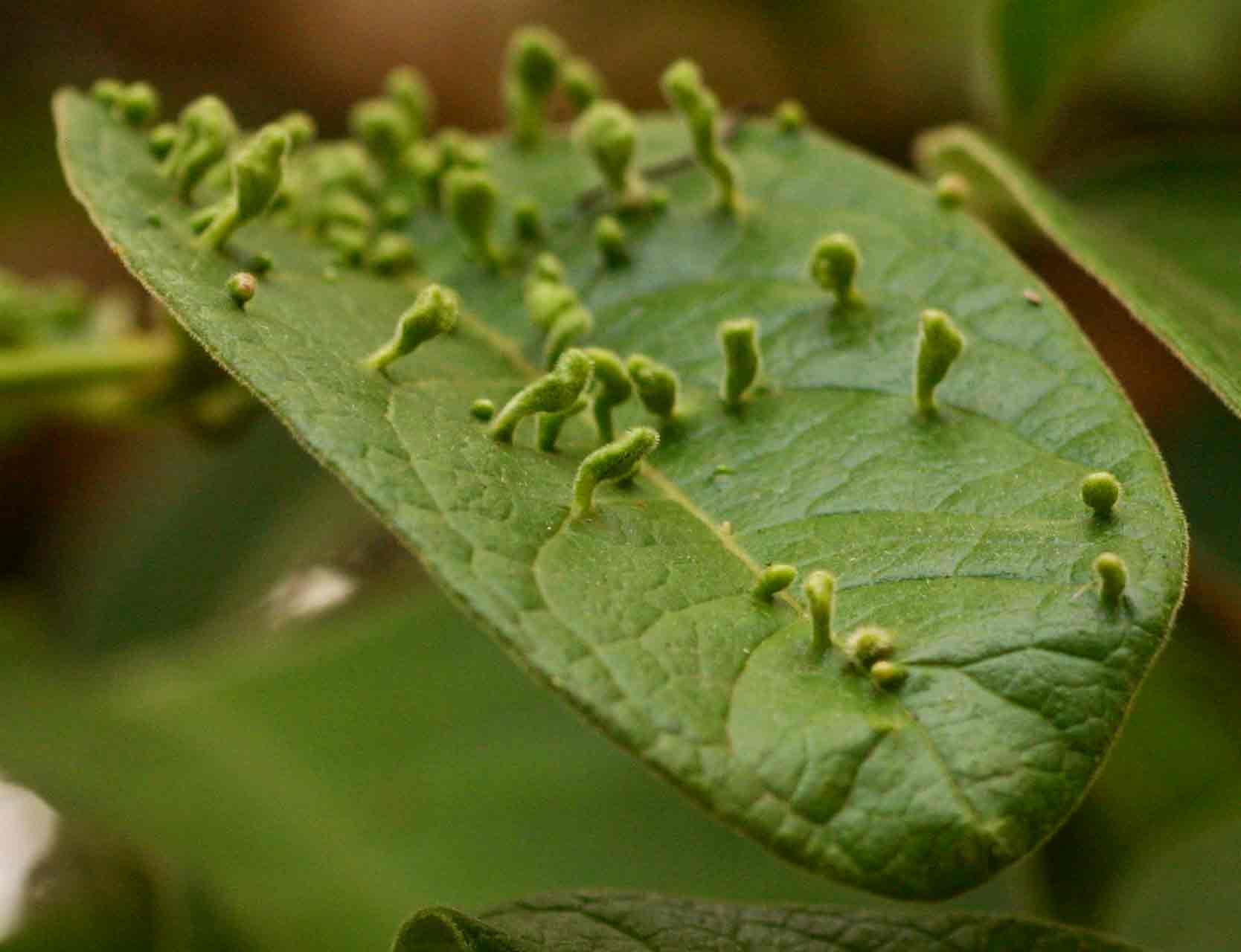 Vangueria infausta subsp. infausta