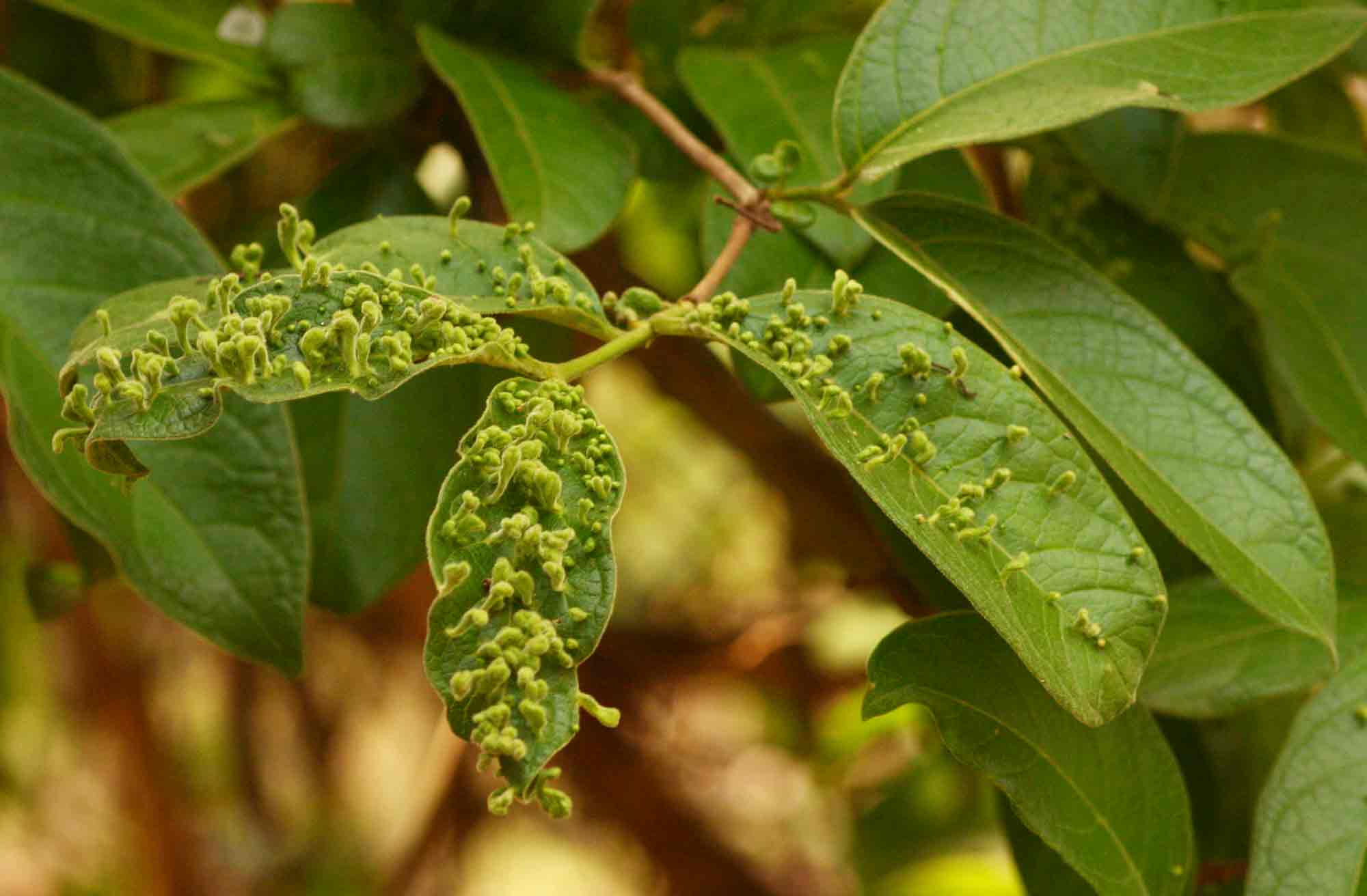 Vangueria infausta subsp. infausta Vangueria infausta subsp. infausta