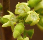 Vangueria infausta subsp. infausta