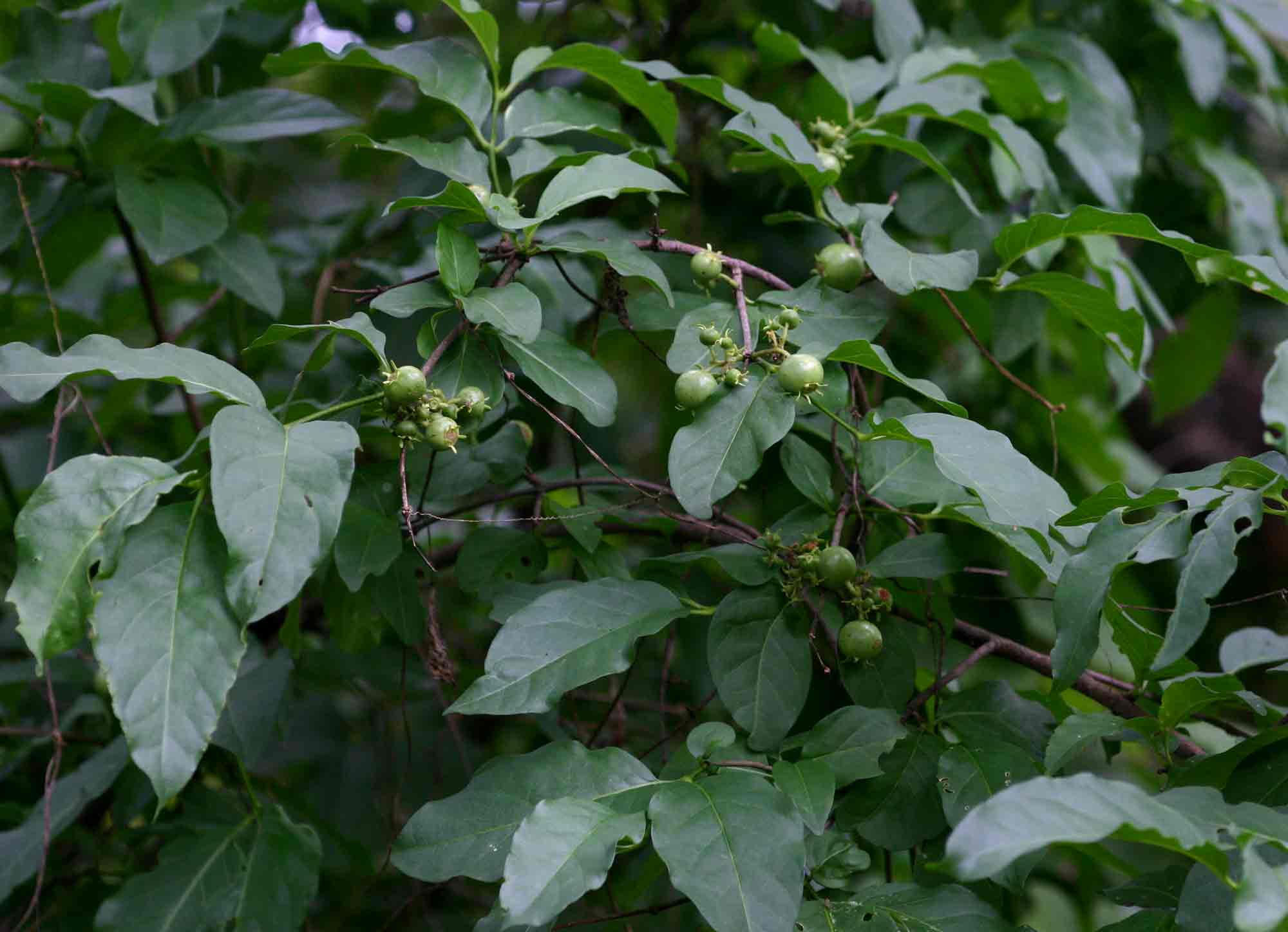 Vangueria randii subsp. randii